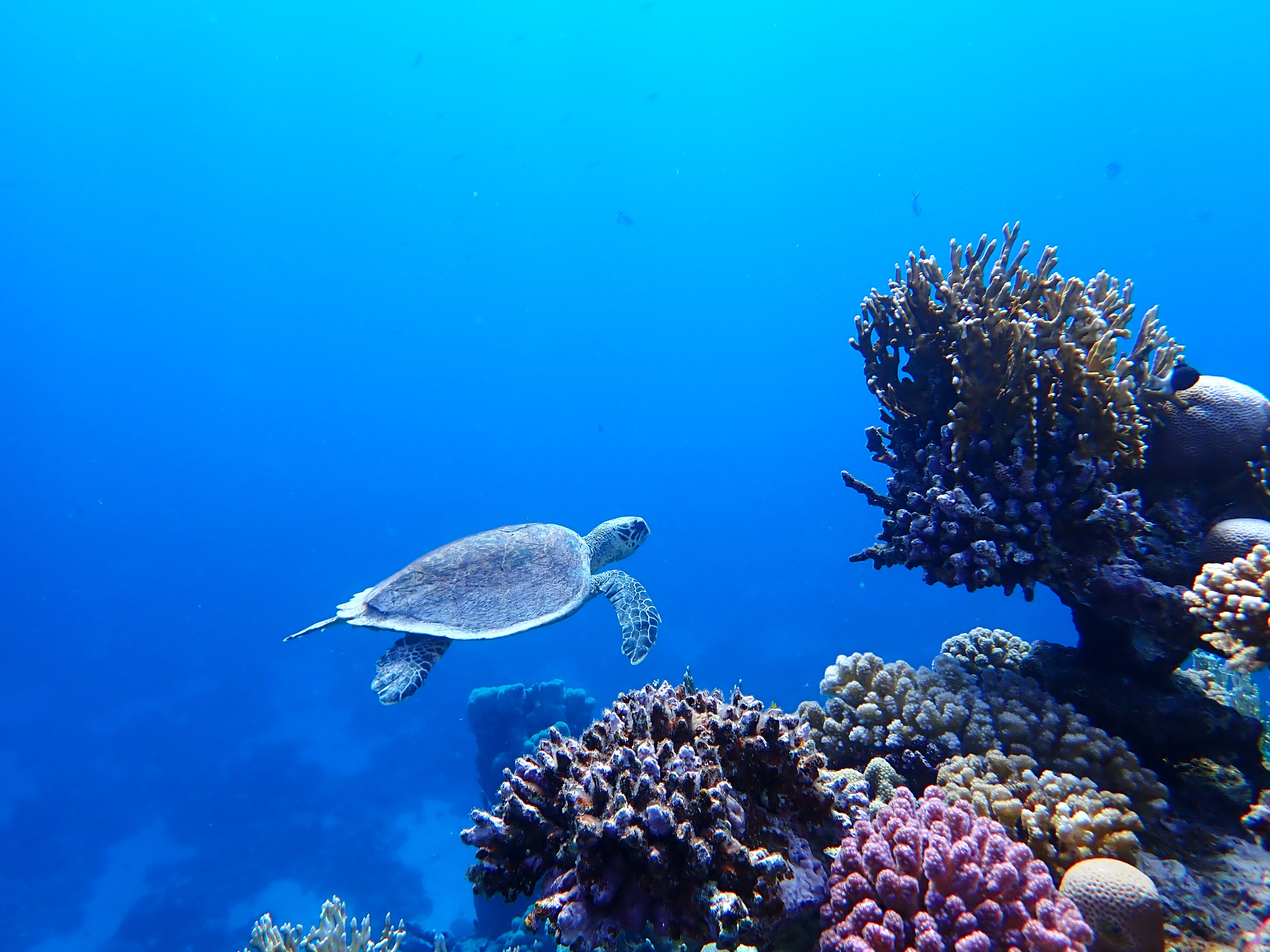 Dahab