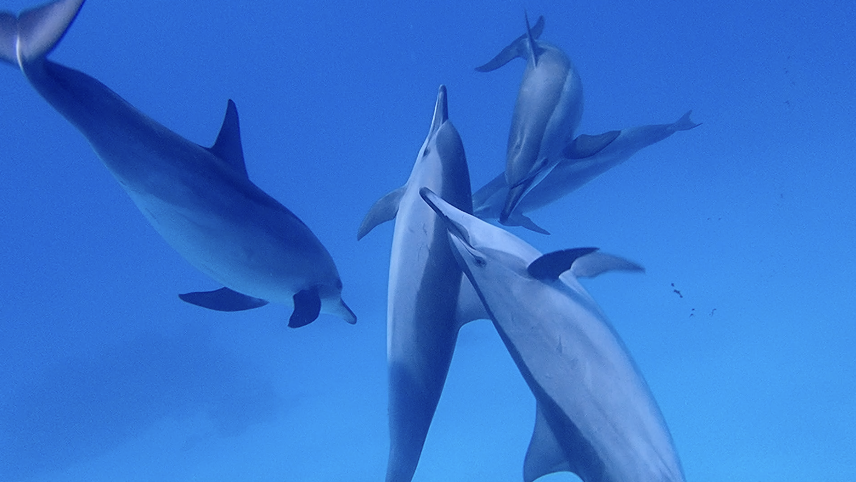 Dauphins en liberté