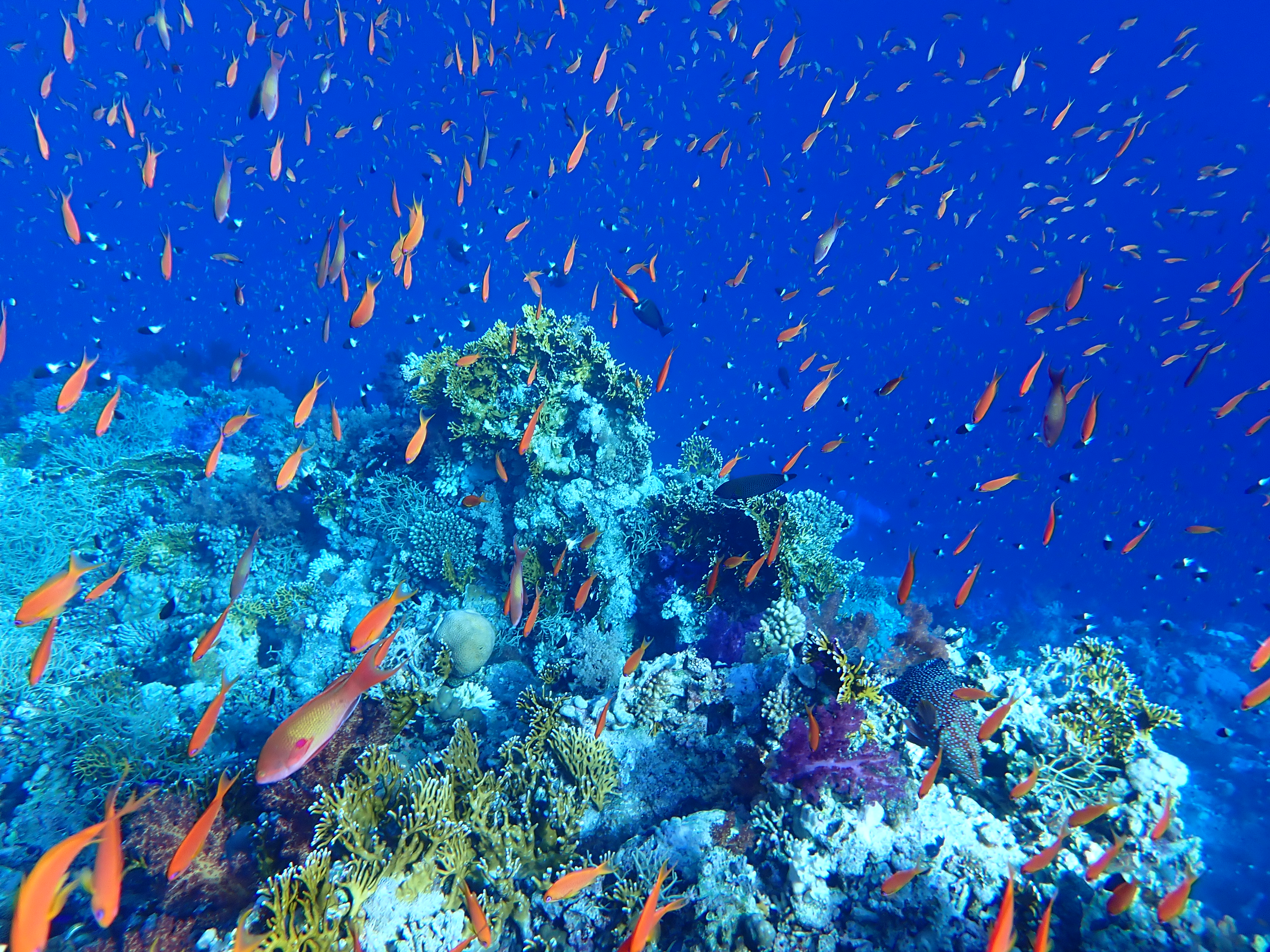 Ras Mohamed
